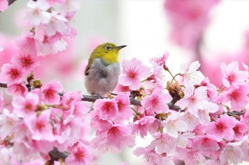  cerezo Obras - Pájaro en flor de cerezo Pintura primaveral de las fotos al arte